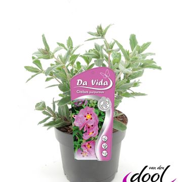 Cistus x purpureus