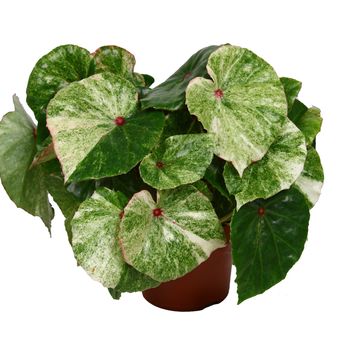 Begonia 'Rouge Variegata'