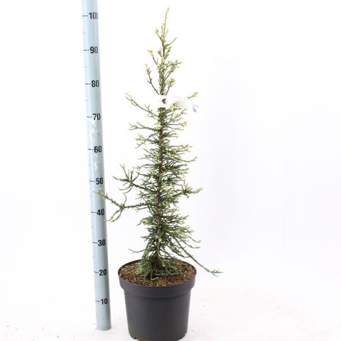 Sequoia sempervirens 'Lightning'