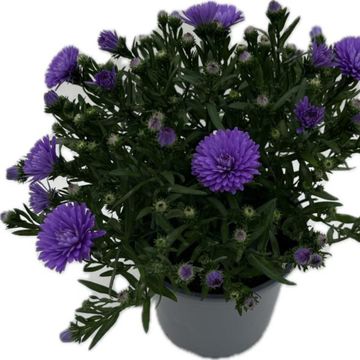 Aster ALPHA PURPLE ROCKET