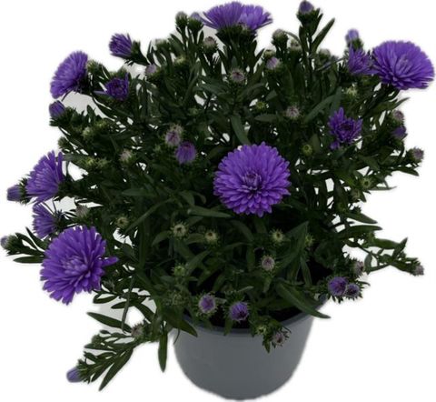 Aster ALPHA PURPLE ROCKET