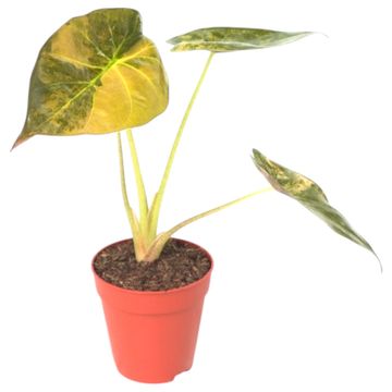 Alocasia wentii 'Variegata'