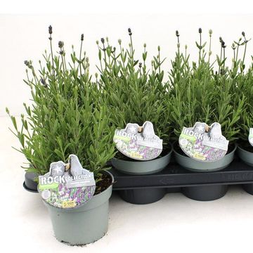Lavandula MIX IN POT