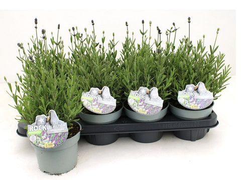 Lavandula MIX IN POT