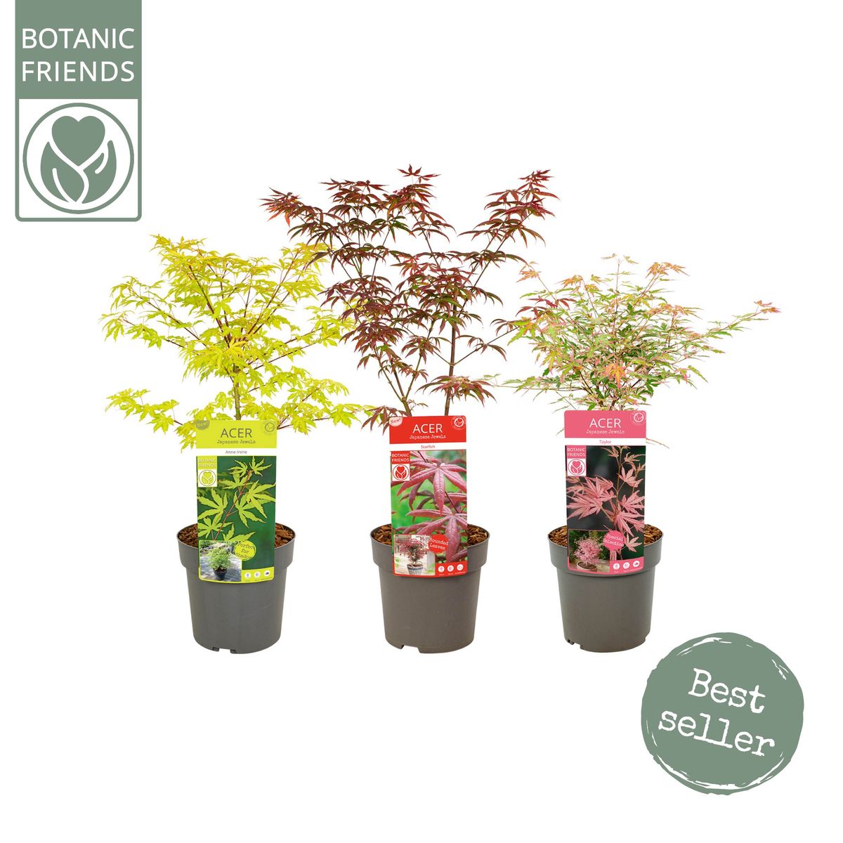 Plant in a Box Acer palmatum 'Extravaganza' - Érable du Japon (50 cm, Plante de jardin