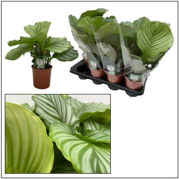 Calathea orbifolia