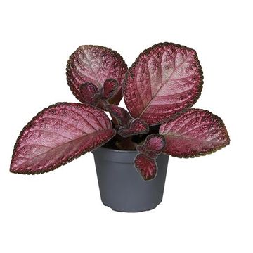 Episcia 'Malayan Gem'