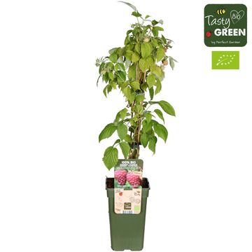 Rubus idaeus 'Naschmich'