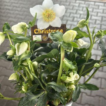 Helleborus niger HGC JESKO