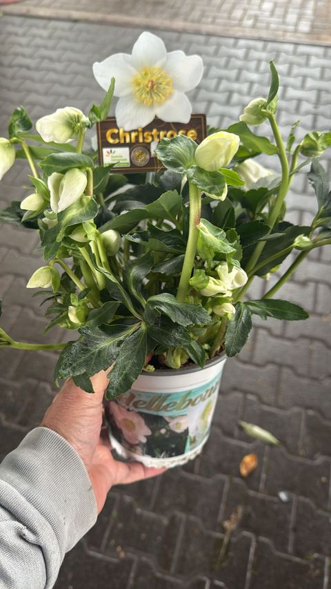 Helleborus niger HGC JESKO