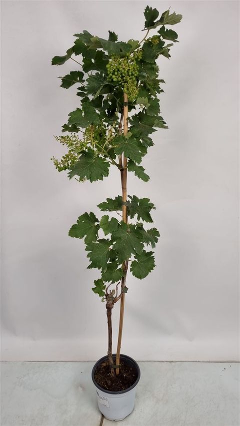 Vitis vinifera — Plant Wholesale FlorAccess