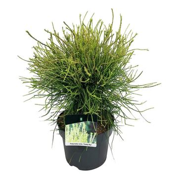 Platycladus orientalis 'Franky Boy'