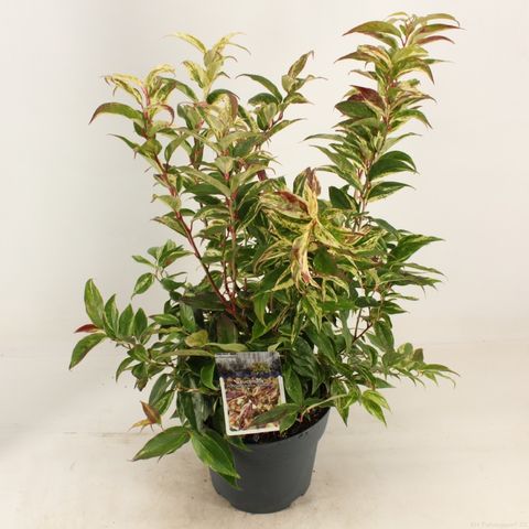 Leucothoe fontanesiana 'Rainbow' — Plant Wholesale FlorAccess