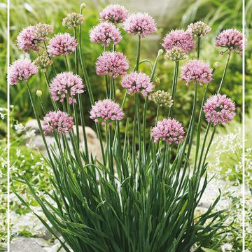 Allium senescens 'Lisa Blue'