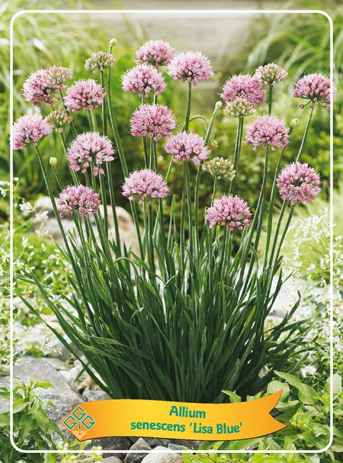 Allium senescens 'Lisa Blue'