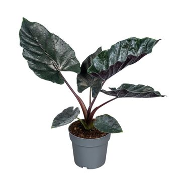 Alocasia 'Antoro Velvet'