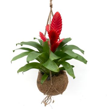 Bromelia MIX