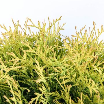 Thuja occidentalis 'Golden Globe'