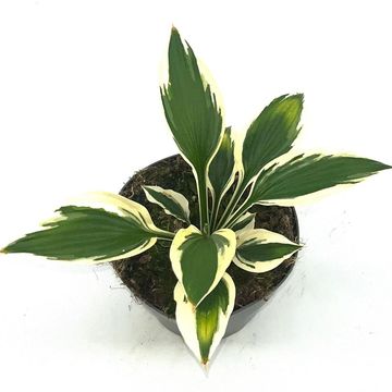 Hosta 'Patriot'
