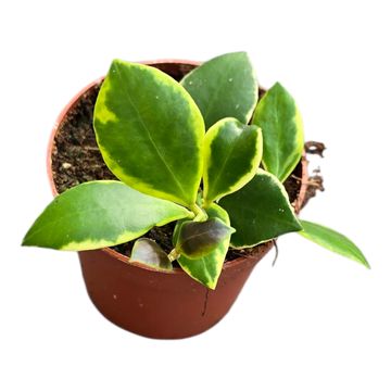 Hoya heuschkeliana