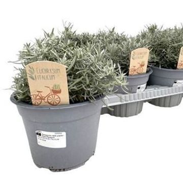 Helichrysum italicum