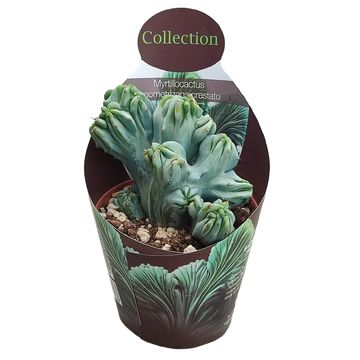 Myrtillocactus geometrizans cristata