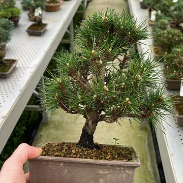 Pinus thunbergii 'Kotobuki'