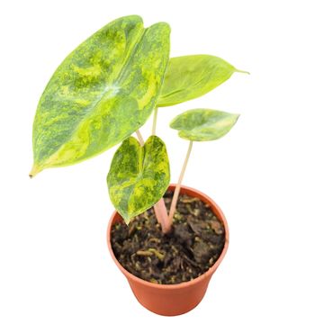 Alocasia 'Pink Dragon Variegata'