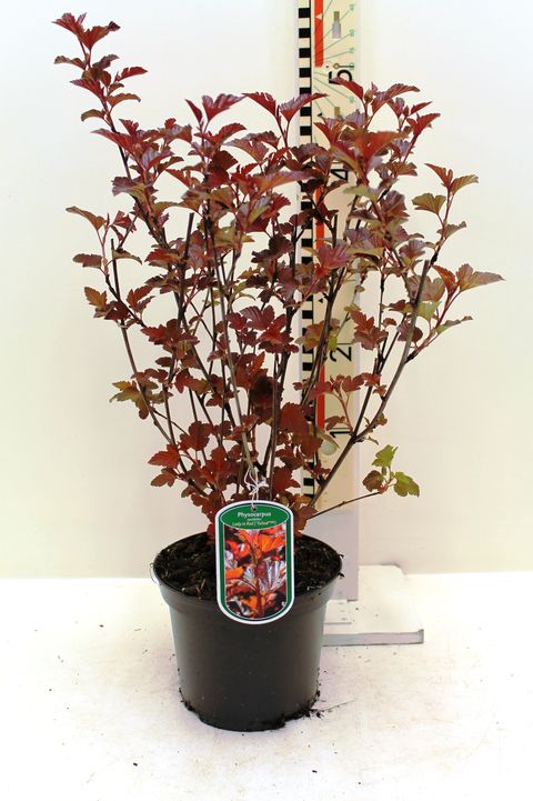 Physocarpus opulifolius LADY IN RED
