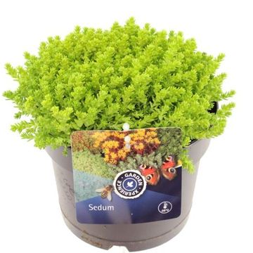 Sedum acre 'Йеллоу Квин'