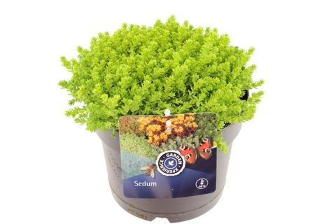 Sedum acre 'Йеллоу Квин'