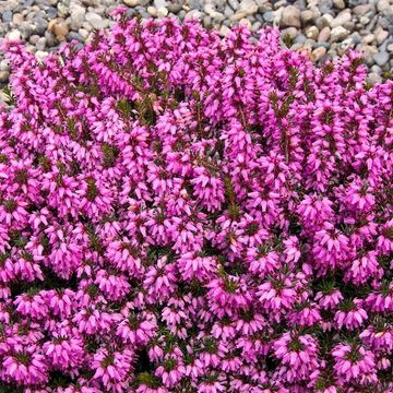 Erica carnea 'Rosalie'