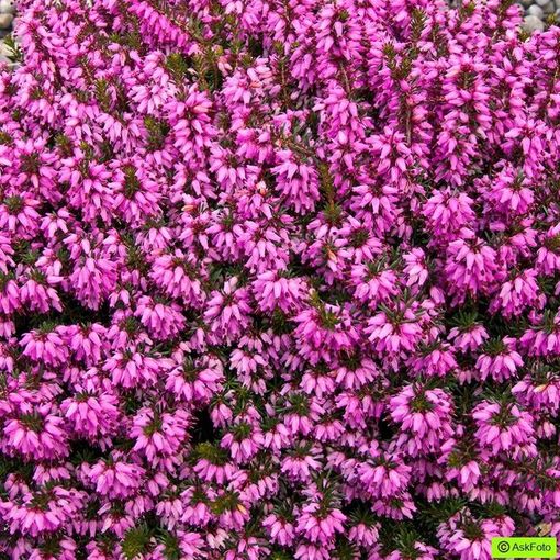 Erica carnea 'Rosalie'