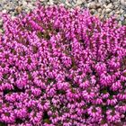 Erica carnea 'Rosalie'