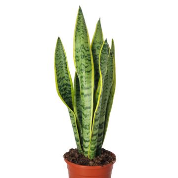 Sansevieria trifasciata 'Laurentii'