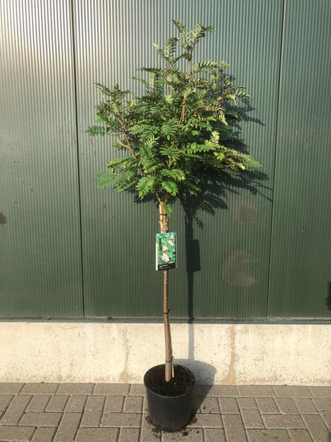 Sorbus 'White Magic'