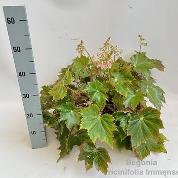 Begonia x ricinifolia 'Immense'