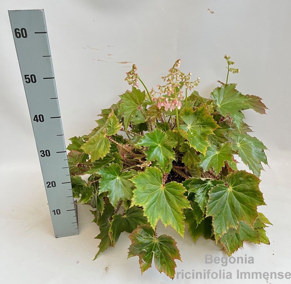 Begonia x ricinifolia 'Immense' — Plant Wholesale FlorAccess