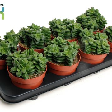 Crassula 'Springtime'