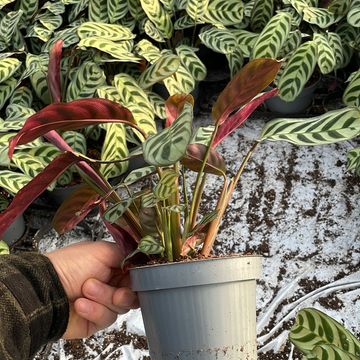 Maranta leuconeura 'Amabilis'