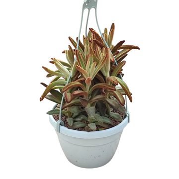 Kalanchoe tomentosa 'Chocolate Soldier'