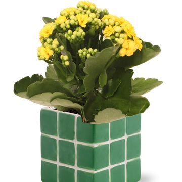 Composizione Kalanchoe