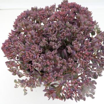 Sedum cauticola 'Rocky'