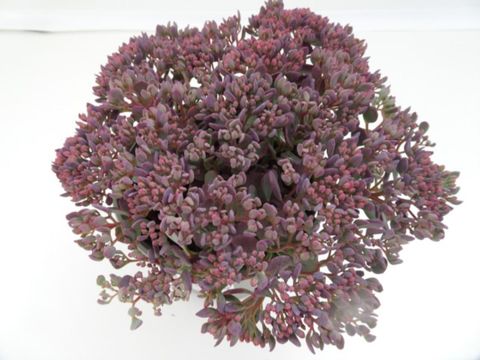 Sedum cauticola 'Rocky'