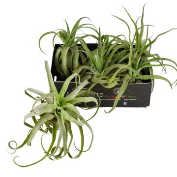 Tillandsia streptophylla