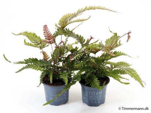 Pteris quadriaurita 'Tricolor'