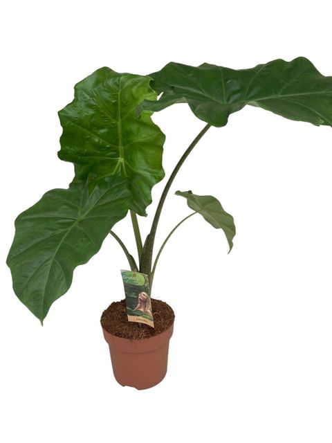 Alocasie 'Portodora'
