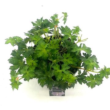 Geranium x riversleaianum 'Rozanne'