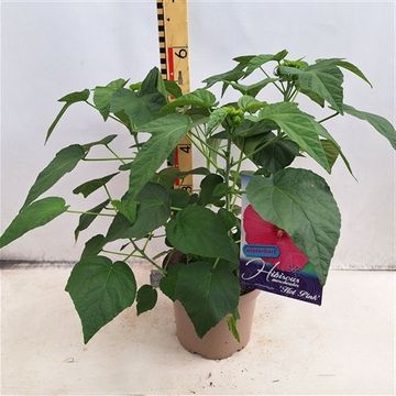 Hibiscus moscheutos EXTREME HOT PINK