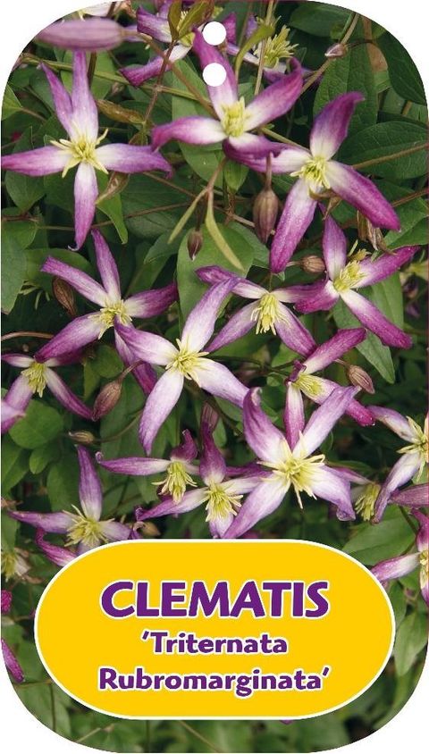 Clematis x triternata 'Rubromarginata'